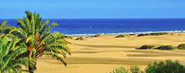 Canaries - Lanzarote